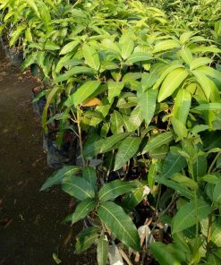 jual bibit mangga manalagi super siap berbuah pendek bisa Sumbawa