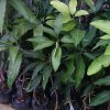 jual bibit mangga manalagi super siap berbuah pendek bisa Teluk Bintuni