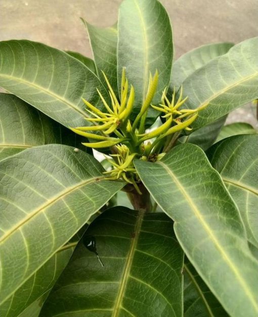 jual bibit mangga manalagi super Sibolga