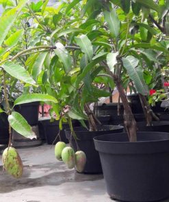 jual bibit mangga manalagi super Sukamara