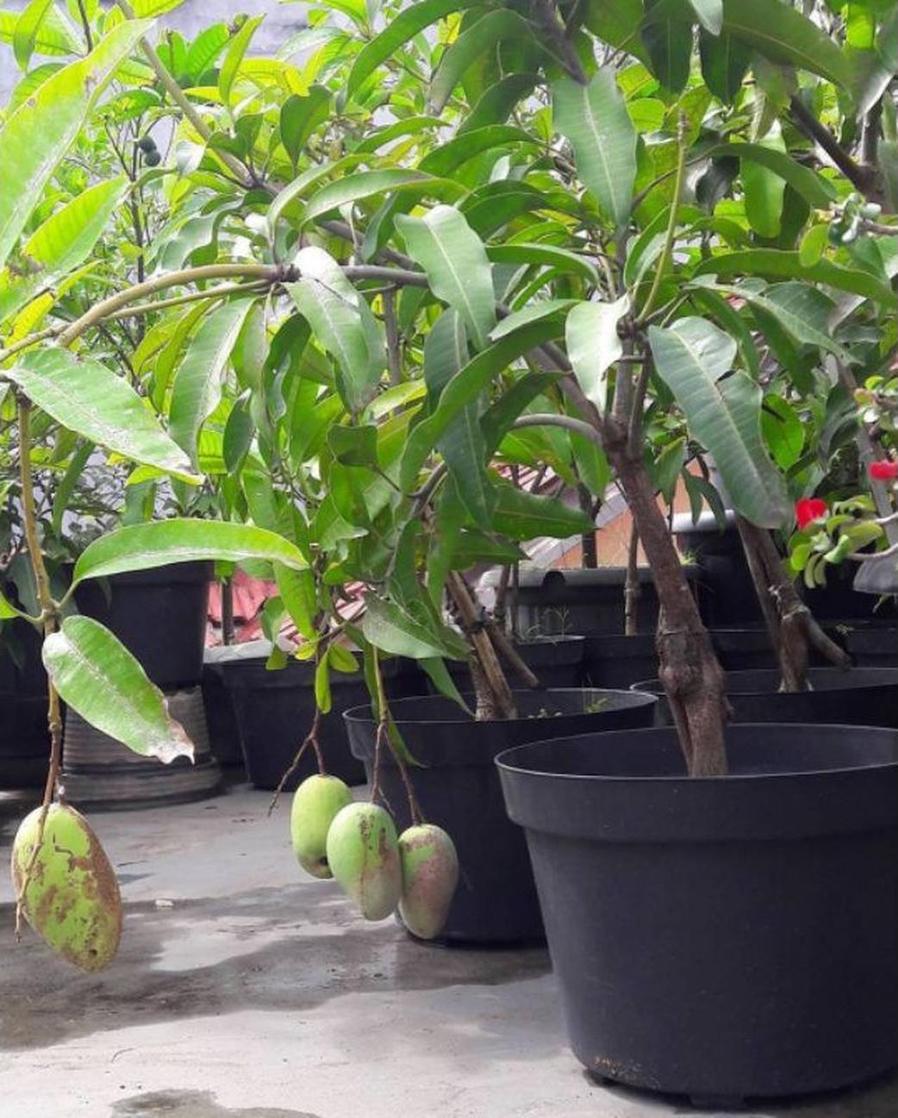 Gambar Produk jual bibit mangga manalagi super Sukamara