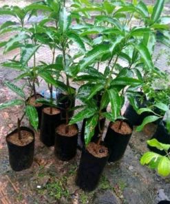 jual bibit mangga mizaki super Hulu Sungai Utara