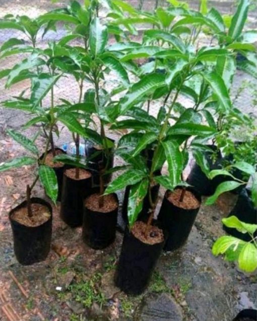 jual bibit mangga mizaki super Hulu Sungai Utara