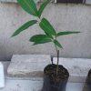 jual bibit mangga namdokmai golden Kepulauan Talaud