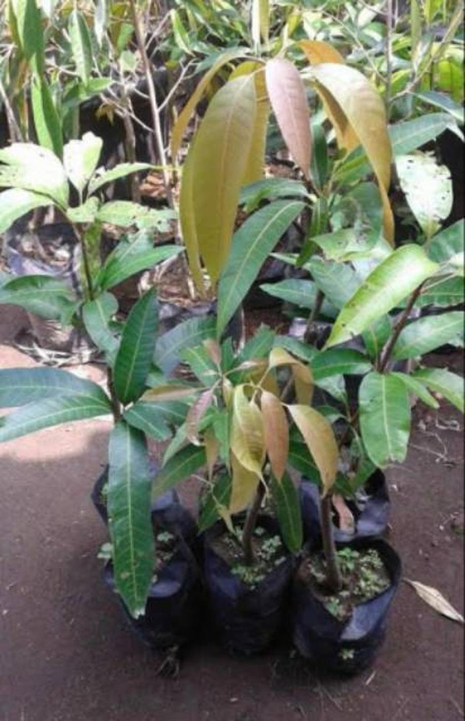 Gambar Produk jual bibit mangga namdokmai golden Maros