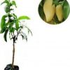 jual bibit mangga namdokmai golden Seram Bagian Barat