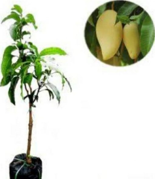 jual bibit mangga namdokmai golden Seram Bagian Barat