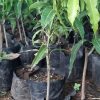 jual bibit mangga namdokmai okulasi cepat berbuah Sumba Barat