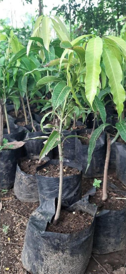 jual bibit mangga namdokmai okulasi cepat berbuah Sumba Barat
