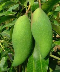 jual bibit mangga okyong di jamin cepat berbuah Konawe Selatan