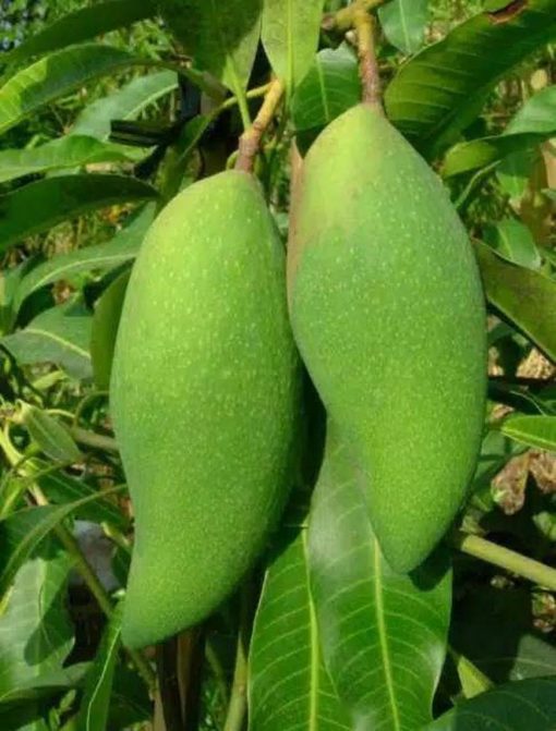 jual bibit mangga okyong di jamin cepat berbuah Konawe Selatan