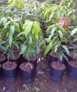 jual bibit mangga okyong di jamin cepat berbuah Padangsidimpuan