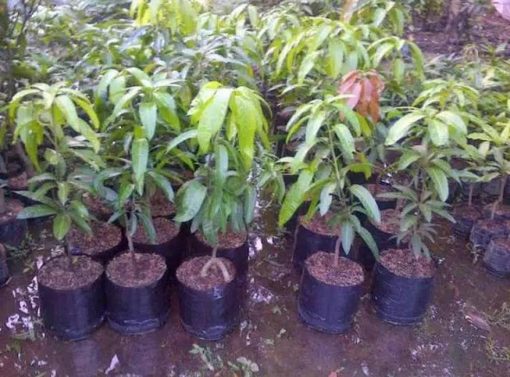 jual bibit mangga okyong di jamin cepat berbuah Padangsidimpuan