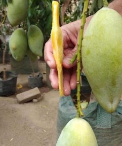 jual bibit mangga okyong super manis Bengkayang