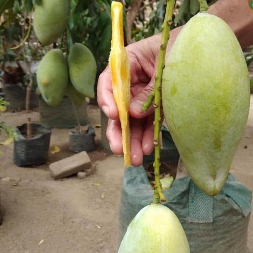 jual bibit mangga okyong super manis Bengkayang