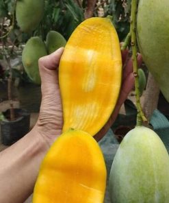 jual bibit mangga okyong super manis Landak