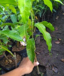 jual bibit mangga okyong super manis Muko