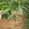 jual bibit mangga red ivory hasil stek okulasi cepat berbuah Minahasa Utara