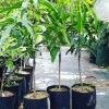 jual bibit mangga red ivory okulasi berkualitas Natuna