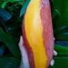 jual bibit mangga red ivory special Maluku Tenggara