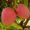 jual bibit mangga super unggul Bangka Tengah