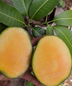 jual bibit mangga super unggul Grobogan