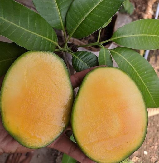 jual bibit mangga super unggul Grobogan