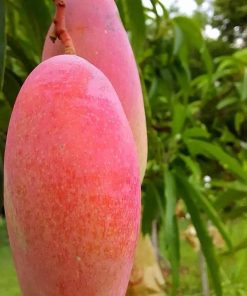 jual bibit mangga super unggul Tabalong