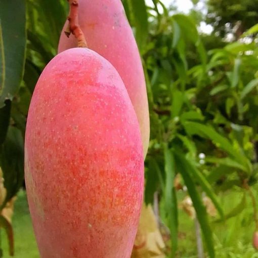 jual bibit mangga super unggul Tabalong