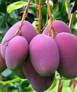 jual bibit mangga ungu hasil okulasi siap berbuah Tidore Kepulauan