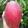 jual bibit mangga yuen mantap Bukittinggi