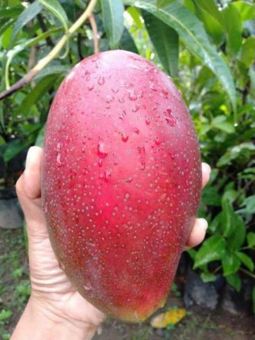 jual bibit mangga yuen mantap Bukittinggi