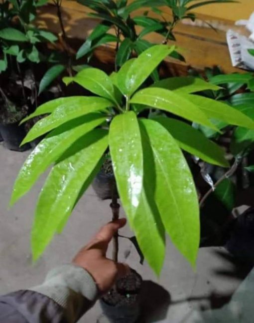 jual bibit mangga yuwen merah unik manis Balangan