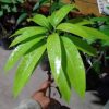 jual bibit mangga yuwen merah unik manis Karanganyar