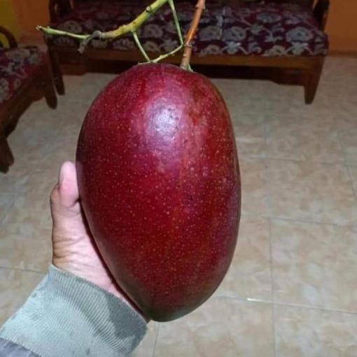 jual bibit mangga yuwen merah unik manis Solok