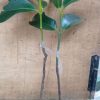 jual bibit manggis okulasi Pinrang