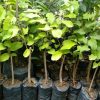 jual bibit pohon buah srikaya jumbo cepat berbuah Banggai Kepulauan