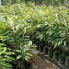 jual bibit pohon durian duri hitam Fak