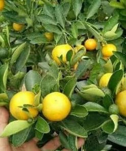 jual bibit pohon jeruk limau kasturi Minahasa Tenggara