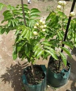 jual bibit pohon kelengkeng aroma durian Bangka Barat