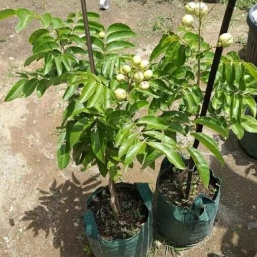 jual bibit pohon kelengkeng aroma durian Bangka Barat