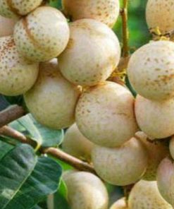 jual bibit pohon kelengkeng aroma durian Klaten