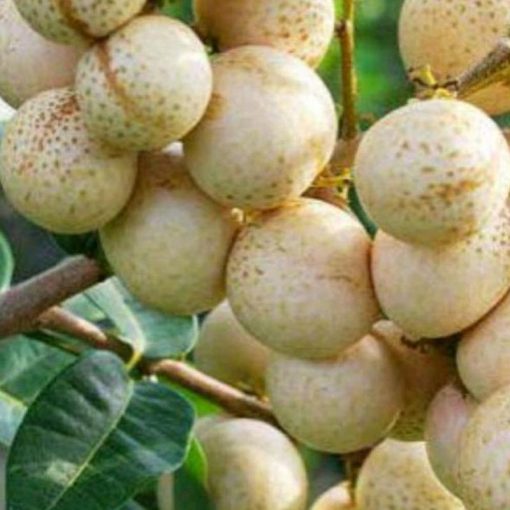 jual bibit pohon kelengkeng aroma durian Klaten