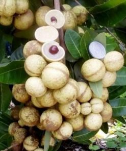 jual bibit pohon kelengkeng aroma durian Kuantan Singingi