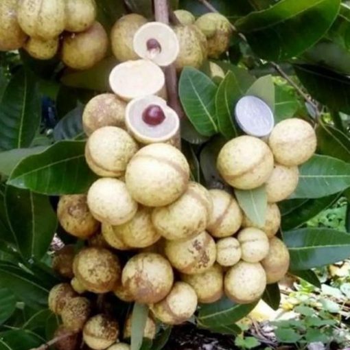 jual bibit pohon kelengkeng aroma durian Kuantan Singingi