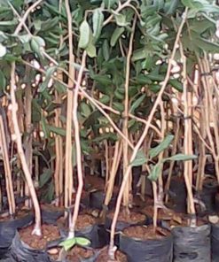 jual bibit pohon kelengkeng pingpong cepat berbuah terlaris murah Bengkulu Selatan