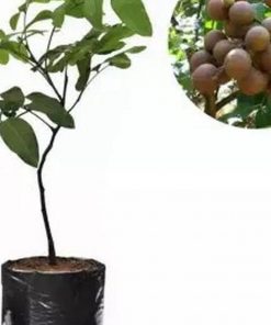 jual bibit pohon kelengkeng pingpong cepat berbuah terlaris murah Halmahera Tengah