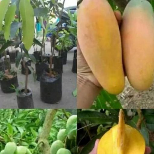 jual bibit pohon mangga chokanan okulasi Banyuasin