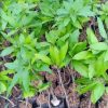 jual bibit pohon mangga jenis manalagi genjah Yalimo