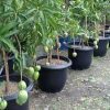 jual bibit pohon mangga manalagi okulasi pendek bisa buah Tanah Laut